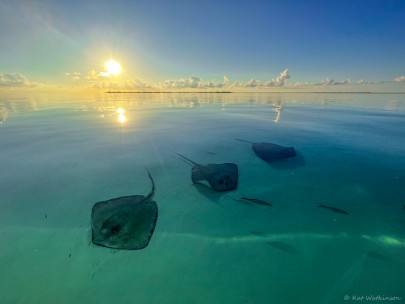 4-hour Half Day Stingray, Snorkelling and Reef fishing